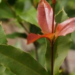 Macadamia ternifolia
