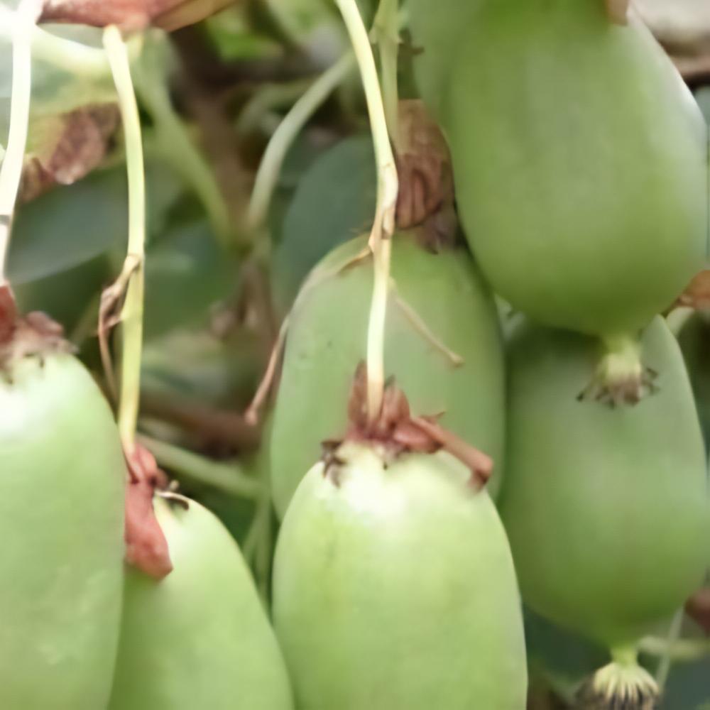 Actinidia arguta 'Daddy Weiki' - Kiwa� Daddy Weiki