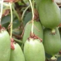 Actinidia arguta 'Daddy Weiki'