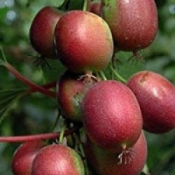 Actinidia arguta 'Ken's Red' - Kiwa� � fruits rouges