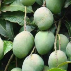 Mangifera indica 'Osteen' - Manguier Osteen