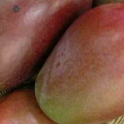 Mangifera indica 'Osteen'