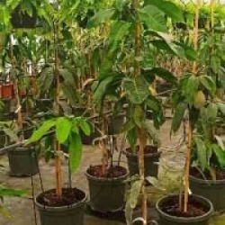 Mangifera indica 'Osteen'