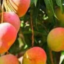 Mangifera indica 'Sensacion'