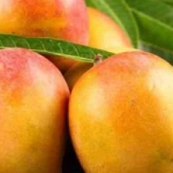 Mangifera indica 'Sensacion'