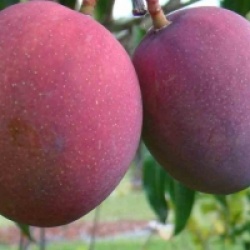 Mangifera indica 'Tommy Atkins' - Manguier Tommy Atkins
