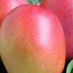 Mangifera indica 'Tommy Atkins'