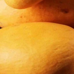 Mangifera indica 'Ataulfo'