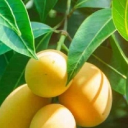 Mangifera indica 'Ataulfo'