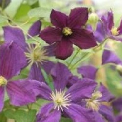 Cl�matite �toile Violette