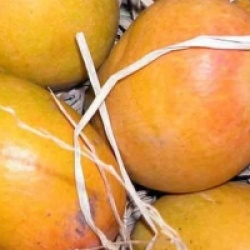 Mangifera indica 'Gomera' - Manguier Gomera