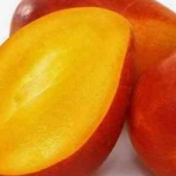 Mangifera indica 'Irwin' - Manguier Irwin