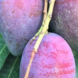 Mangifera indica 'Irwin'