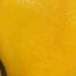 Mangifera indica 'Keitt'