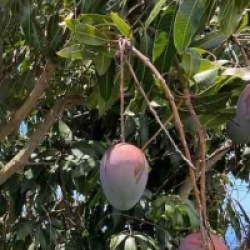 Mangifera indica 'Keitt'