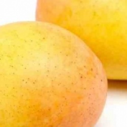 Mangifera indica 'Kensington Pride' - Manguier Kensington Pride