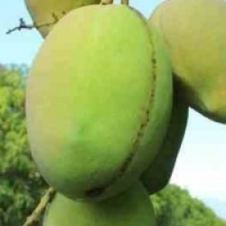Mangifera indica 'Kensington Pride'