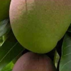 Mangifera indica 'Kent'