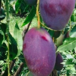 Mangifera indica 'Palmer'
