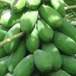 Carica papaya 'Intenzza'