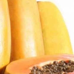 Carica papaya 'Intenzza' - Papayer Intenzza