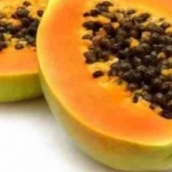 Carica papaya 'Maradol'