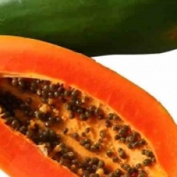 Carica papaya 'Passion Red' - Papayer Passion Red