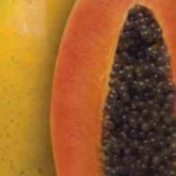 Carica papaya 'Sweet Sense' - Papayer Sweet Sense