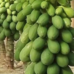 Carica papaya 'Sweet Sense'