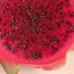 Hylocereus 'Costa Rica' - Pitaya violet, Fruit du dragon