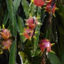 Hylocereus 'Costa Rica'