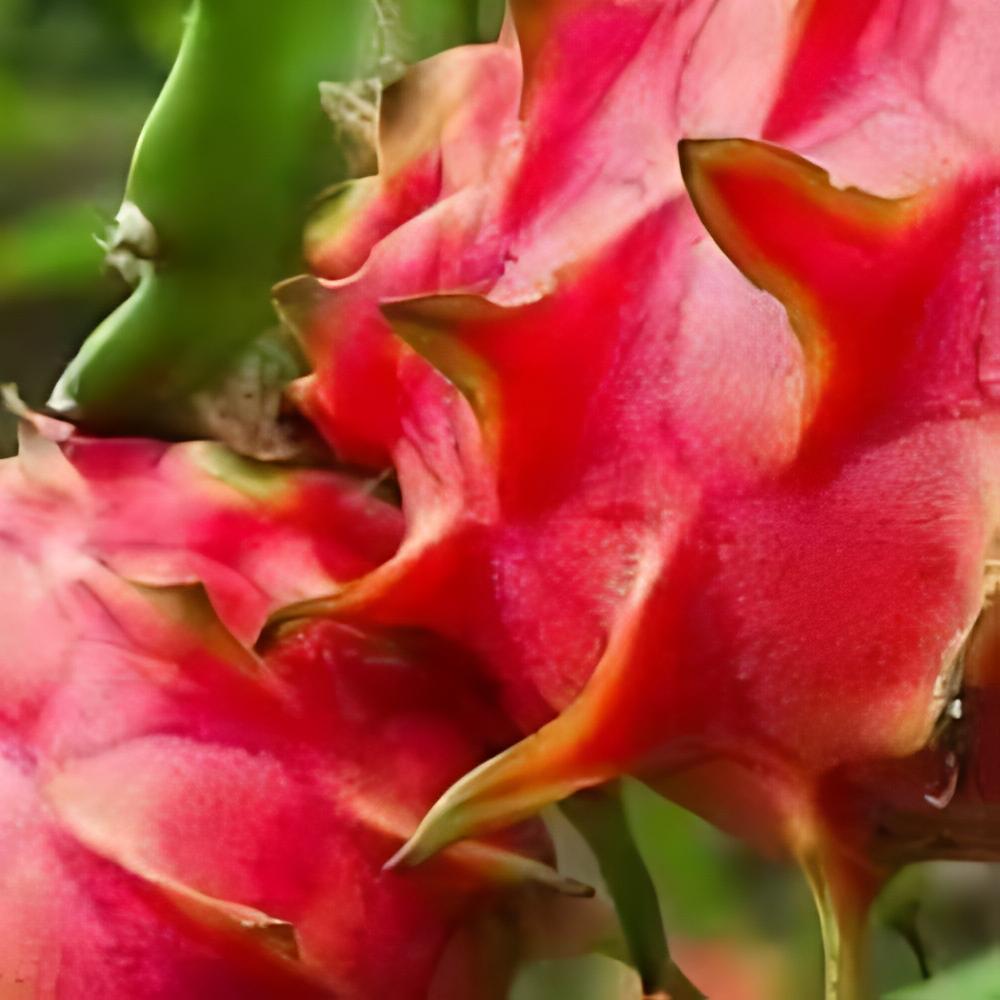 Hylocereus 'American Beauty' - Pitaya de Floride, Fruit du dragon