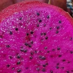 Hylocereus 'American Beauty'