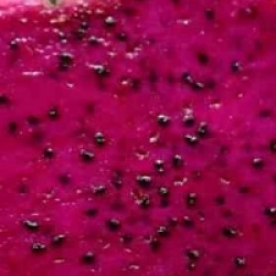 Pitaya du Costa Rica, Fruit du dragon