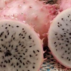 Hylocereus hondurensis - Pitaya du Honduras, Fruit du dragon