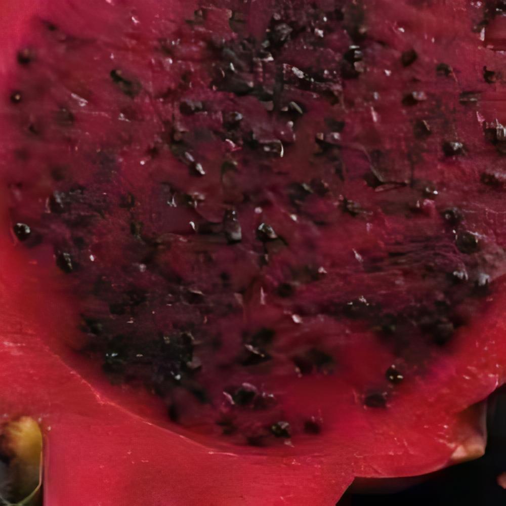 Hylocereus purpusii - Pitaya rouge, Fruit du dragon