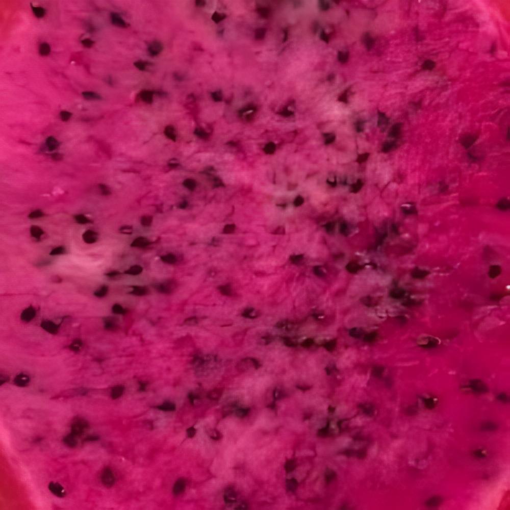 Hylocereus 'Halley Comet' - Pitaya rose, Fruit du dragon