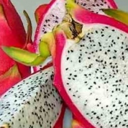 Hylocereus undatus - Pitaya, Fruit du dragon