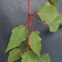 Acer davidii 'Cascade'