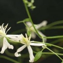 Clematis flammula  - Cl�matite � petites fleurs flammula