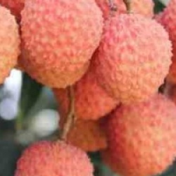 Litchi sinensis 'Kwai May Pink'