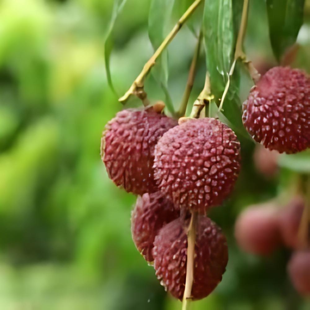 Litchi sinensis 'Mc Lean' - Litchi Mc Lean