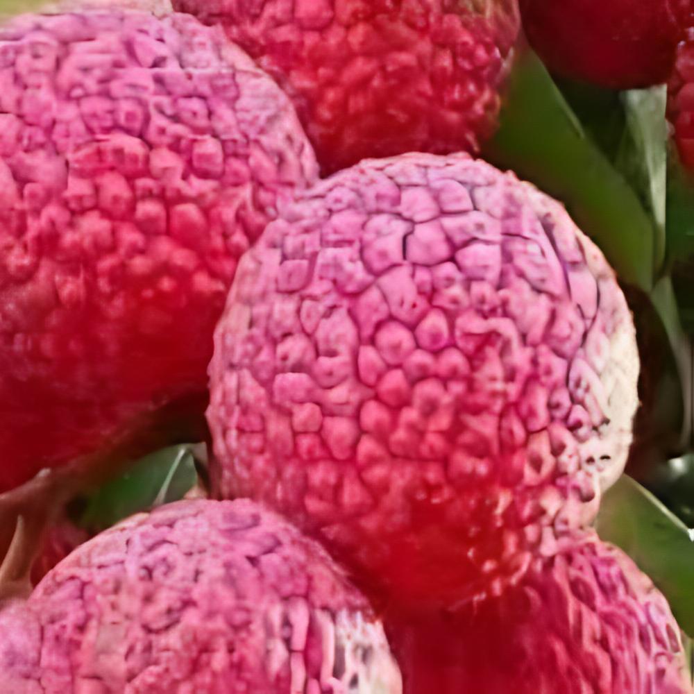 Litchi sinensis 'Wai Chee' - Litchi Wai Chee