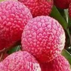 Litchi sinensis 'Wai Chee' - Litchi Wai Chee