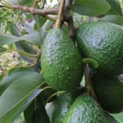 Persea americana 'Duke 7'