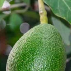 Persea americana 'Fuerte'