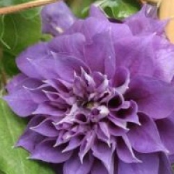 Clematis 'Franziska Marie' � - Cl�matite Franziska Marie �