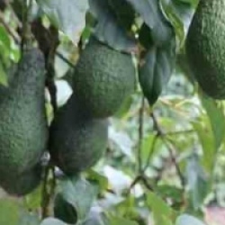 Persea americana 'Pinkerton' - Avocatier Pinkerton