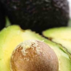 Persea americana 'Hass'