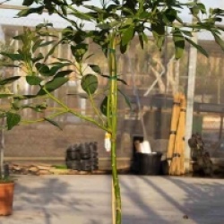 Persea americana 'Hass'